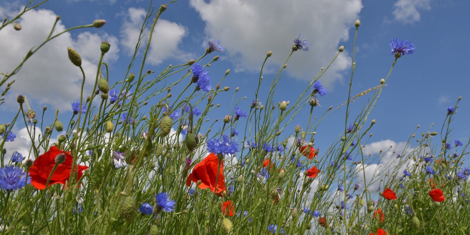 fotowanden van Nederlandse landschappen